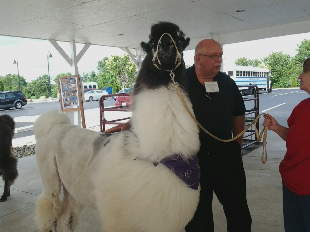 The Lord has opened the door for Mitzi Ross and her husband to use their love of llamas to share the love of Christ to people of all ages in schools, retirement homes, county fairs and outreach events.