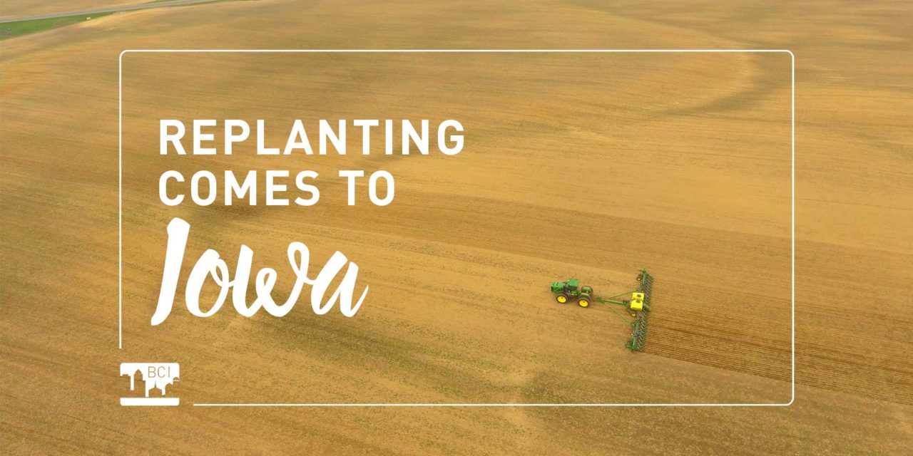 Replanting Comes to Iowa